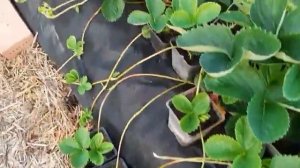 ремонтантная клубника сорт Мурано