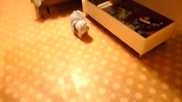 ЧЕЛЛЕНДЖ / ЧЕРЕЗ 24 ЧАСА НАШЕЙ КОШКИ НЕ СТАНЕТ ЕСЛИ… смотреть онлайн