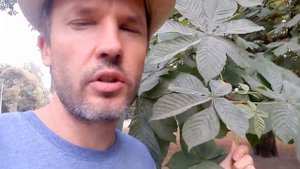 SOS! Минирующая моль в Петербурге! Почему это важно?