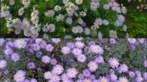 Выращиваем многолетние астры на даче