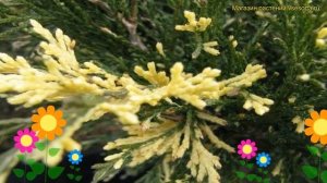 Можжевельник казацкий Вариегата. Краткий обзор, описание juniperus virginiana Variegata