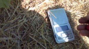 малина амира