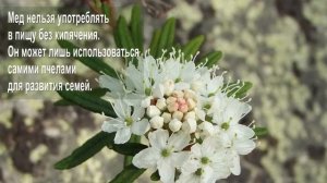 Багульник болотный. Одурманивающий и исцеляющий. Лечебные и ядовитые свойства