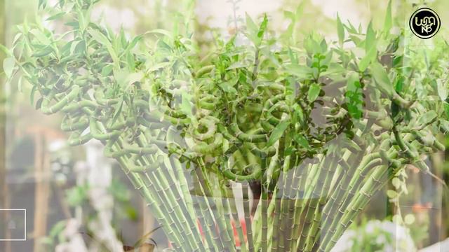 50 best indoor plants ultimate Guide | best indoor plants varieties | best plants for indoor