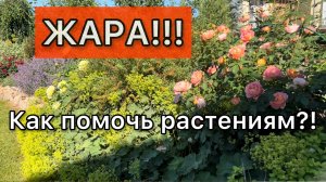 Организация полива, душевание хвойных, влагозарядный полив