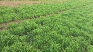 Выращивание чечевицы . No-till