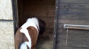 Кашель и насморк у лошади / Причины и лечение . Аллергия или Простуда?