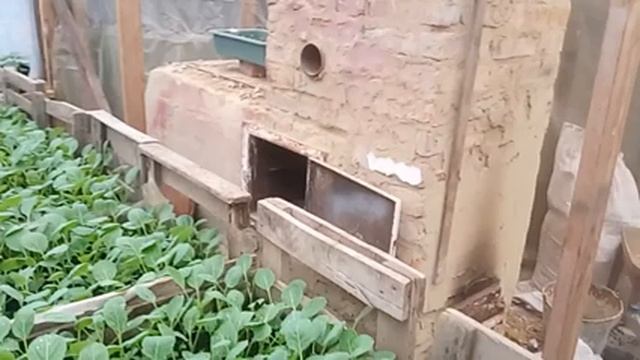 теплица, секреты приготовления грунта, рассады капусты, перца и цветов сурфинии ампельной смотреть онлайн