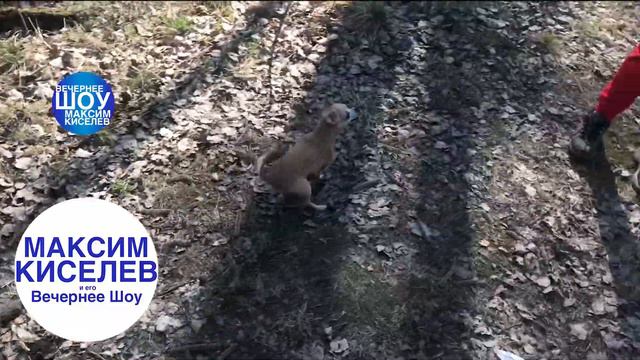 Гуляю с собакой 20мбит делаю текст около ста символов смотреть онлайн