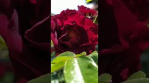 Роза МаликОрн/Malicorne/Пленительная