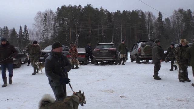 выводка, испытания и много лаек
