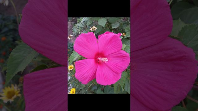 Гибискус 🌺 #flowers #цветывсаду #beautynature #hibiscus #flowersstreet