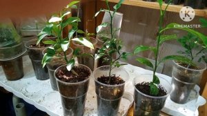 Подвои для кумквата: лимон, трифолиата, цитрумело при домашнем выращивании Начало эксперимента