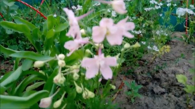 Цветут мои розы: что за зверь - Питахайя? Три куста - и ... с боку бантик. Терракота - это цвет!!! смотреть онлайн