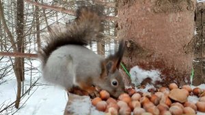 Три белки у кормушек   едят, прячут орехи