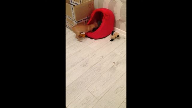 Дрессировка щенка, умный щенок выполняет команды # смешные животные, собаки, той терьер смотреть онлайн