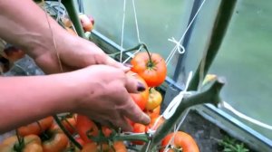 100 сортов ТОМАТОВ "живьем" в теплицах коллекционера Людмилы