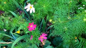 Футаж Цветы Космея. Лето, Летние Цветы, Космея Цветет, Цветы Космеи, Цветущая Космея. Видеофутажи