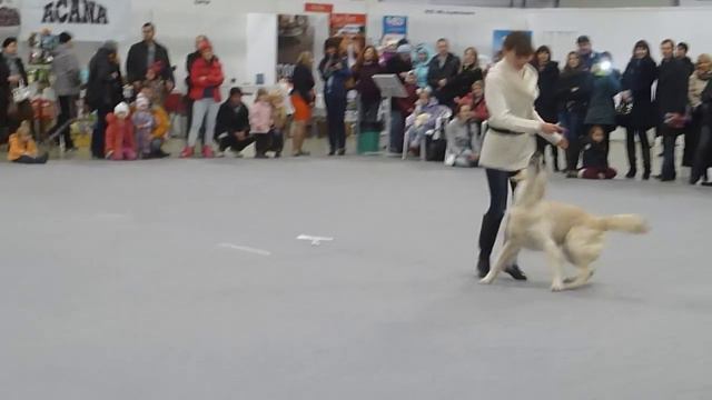 Калашникова Анастасия и голден-ретривер Хейли Хенсен смотреть онлайн