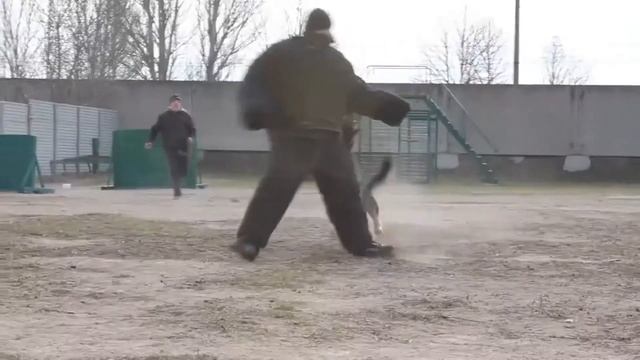 Немецкие Овчарки клуба КАСКАД. Раздел "Защита". Working German Shepherds. Protection.