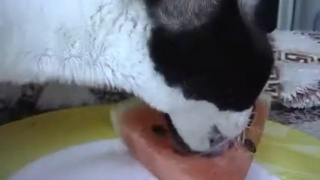 Кот Робин ест арбуз. смотреть онлайн