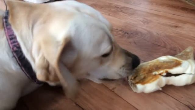 339 * В МИРЕ ЖИВОТНЫХ)))) смотреть онлайн