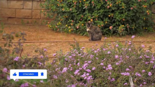 Новый район в Израиле: чудеса капельного орошения и коробки без дворов смотреть онлайн