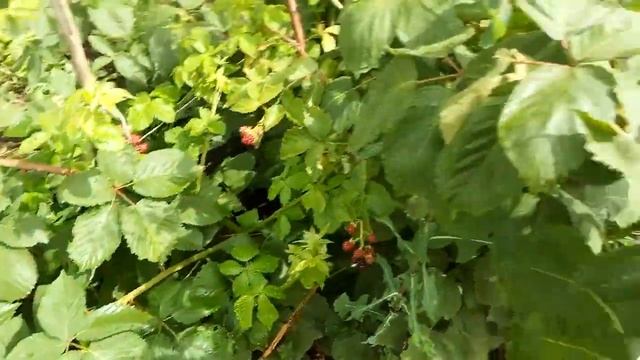 Ежевика Лох Тей (Loch Tay) смотреть онлайн