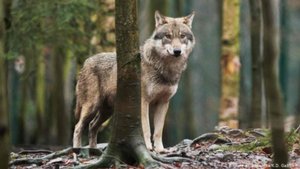Волк помог девочке заговорить. Интересные истории про животных. Аудио рассказы. Рассказы о животных.