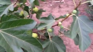 Инжир. Сорт: Кадота Kadota figs