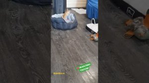 МИНИ ЧИХУАХУА 4 месяца