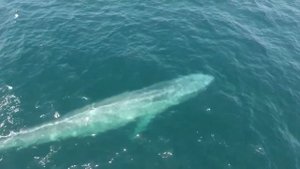 ПОЧЕМУ КИТЫ ВЫБРАСЫВАЮТСЯ НА БЕРЕГ? | СИНИЙ КИТ