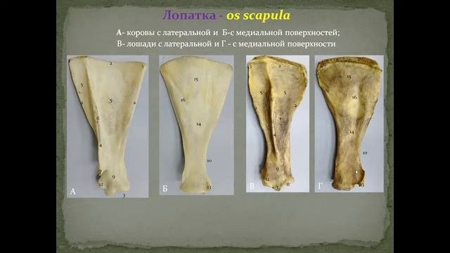 Скелет поясов конечностей