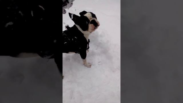 Перчатка и Бостон Терьер