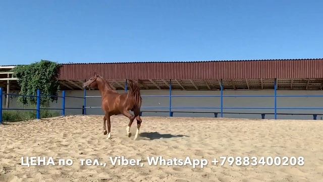 СТЭНВИЛЬ часть 1. Продажа лошадей, арабская чистокровная, жеребец #арабская #лошадь #жеребец #Айғыр