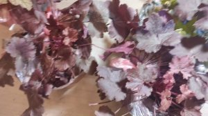 Гейхеры пополнение моей коллекции сорта Magma, Plum power, Guacamole распаковка посылки