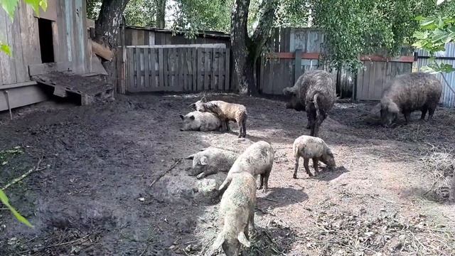 Венгерская мангалица мясо с характерами