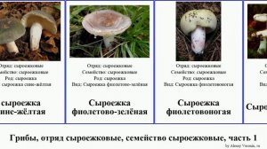 Грибы, отряд сыроежковые, семейство сыроежковые, часть 2 сыроежка fungus золотисто-жёлтая Fuse