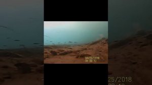 Подводные сьемки Хариуса Ленка река Ангара