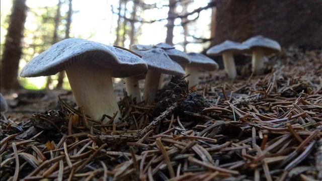 Tricholoma terreum
