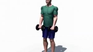 Правильное выполнение - Сгибание рук обратным хватом ( гантели, стоя)