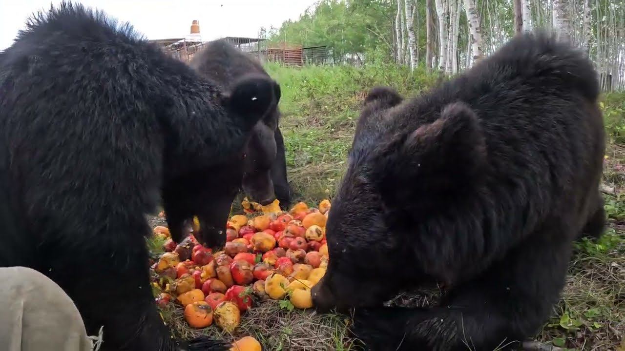 Фруктовый рай для медведей. смотреть онлайн