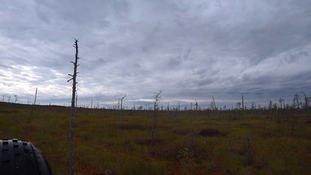 Клюква 2022 год. Сбор комбайном. смотреть онлайн