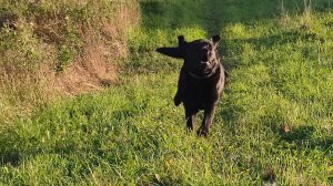 это же выставка собак