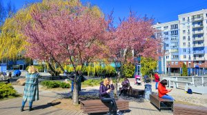 Музей мирового океана. Цветёт сакура. Прогулка по Калининграду