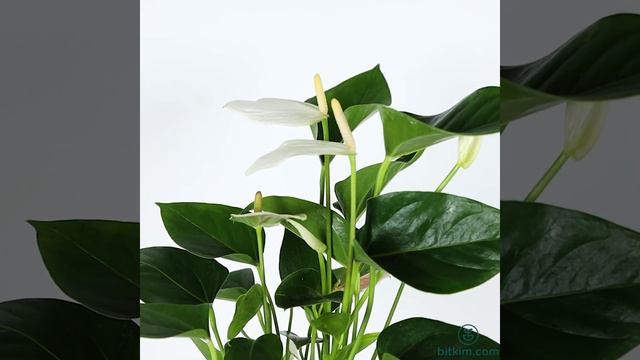 Anthurium (Antoryum Flamingo Çiçeği) bitkim.com смотреть онлайн
