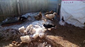 Почему мы выбрали утку породы башкирская цветная, видео ответ.