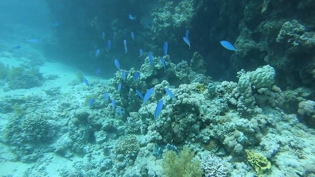 Дайвинг в Египте.Красное и Море,Мурена и другие его обитатели.Апрель2021 смотреть онлайн