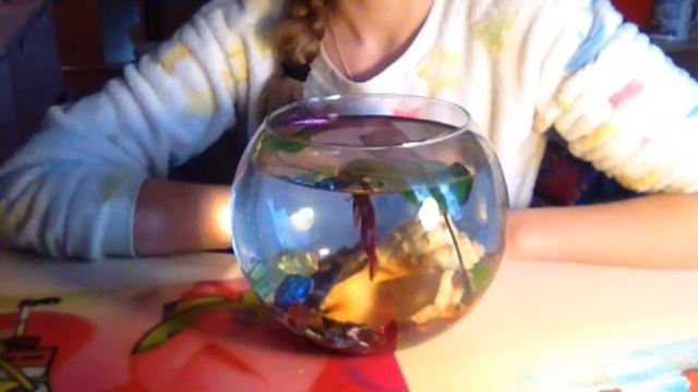 Уход, содержание рыбки петушка смотреть онлайн