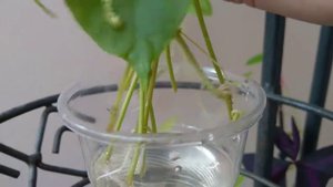 Укоренение черенков пассифлоры в воде.
